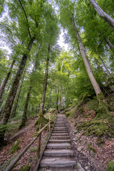 Obraz premium A vertical image of stairs ascending in a green forest