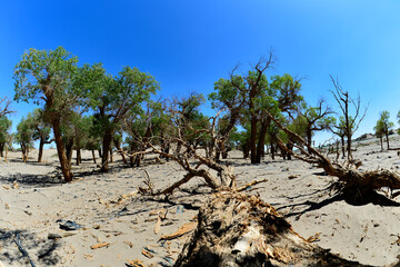 Populus euphratica trees in the desert