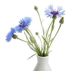 Cornflowers in vase