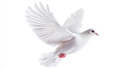 Obraz premium White dove gliding in the air, feathers detailed, motion and light effects, photorealistic, isolated on white background