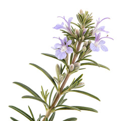 Rosemary in bloom
