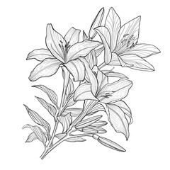 Vector lily flowers, monochrome illustration, floral composition