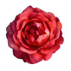 Naklejka premium A red rose with a pink center