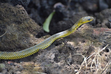 Cobra da água rasteja sobre pedras.