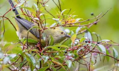 Closeup of a long-tailed silky flycatcher perched in a tree.