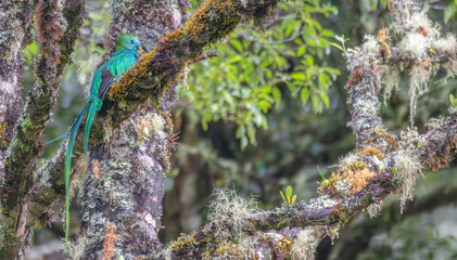 Resplendent quetzal perched in a tree.
