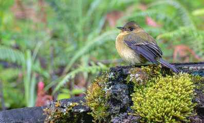 Portrait of a northern tufted flycatcher perched on a log.