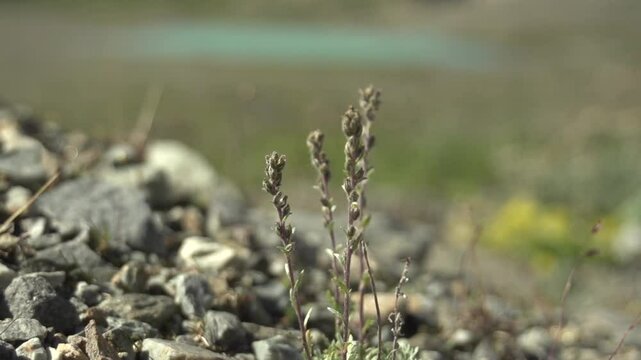 G&eacute;n&eacute;pi montagne