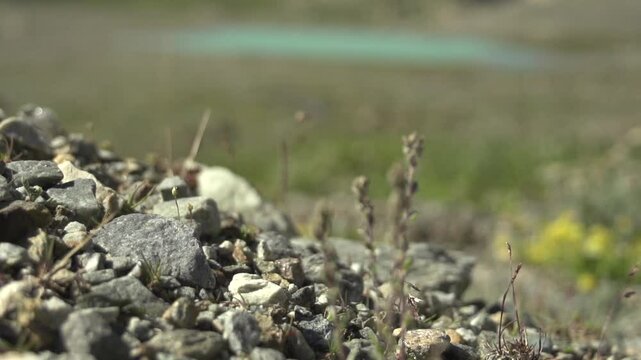 G&eacute;n&eacute;pi montagne