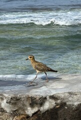bird on the beach