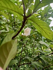 Jempiring flowers have a characteristic white flower crown neatly arranged between dark green leaves. The white color symbolizes purity and clarity of mind. Apart from that, jemiring flowers present b