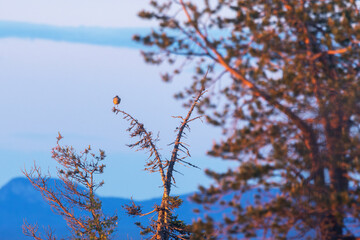 Common whimbrel standing on top of a Spruce tree with beautiful landscape in the background during a sunset in Riisitunturi National Park, Northern Finland