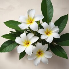Fototapeta premium White frangipani blossom with green leaves in a composition, zen garden, fragrance, blooming flower, tranquility, botanical art