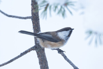 Close-up of a brownish Siberian tit perched on a Pine during a cold winter day near Kuusamo, Northern Finland