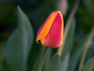 Single red tulip in the spring garden. Close-up, selective focus., natural green background, copy space