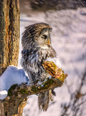 Great Grey Owl perching on a tree branch in winter,