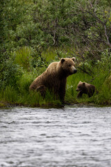 Obraz premium Mom and Cubs Fishing