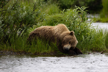 Fototapeta premium Too Tired to Fish