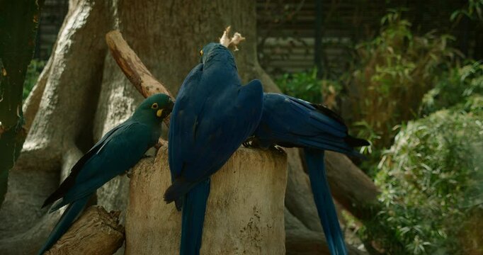 Three blue macaws perched on a tree stump, two appearing to snuggle, while another watches, set in a forest habitat