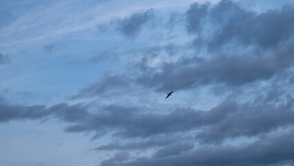 Fototapeta premium birds in the sky