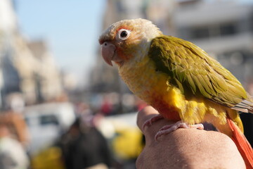 Man holding colorful parrot in his hands