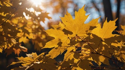 Fototapeta premium Yellow maple leaves glowing in autumn sunlight