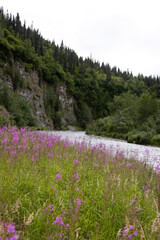 Obraz premium American Creek, Katmai National Preserve
