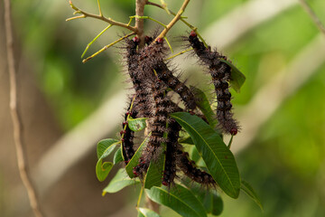Várias lagartas peludas, penduradas em um galho de árvore se alimentando das folhas.