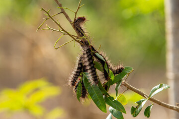 V&aacute;rias lagartas peludas, penduradas em um galho de &aacute;rvore se alimentando das folhas.