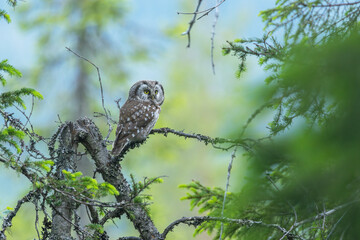 Small Boreal owl perched on a Spruce branch in an old-growth forest in Riisitunturi National Park,...