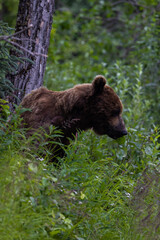 Brown bear looking for fish