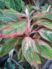 red and green leaves