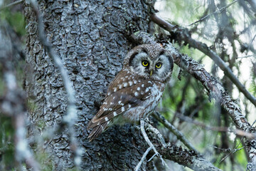 A cute Boreal owl perched on a Spruce branch in an old-growth forest in Riisitunturi National Park, Northern Finland