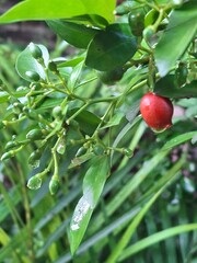 red apples on a tree