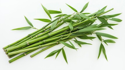 Fototapeta premium A bunch of fresh green bamboo sticks with leaves on a white background.