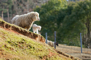 羊の親子