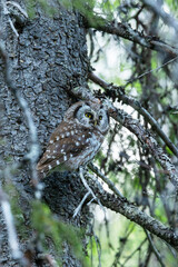 A cute Boreal owl perched on a Spruce branch in an old-growth forest in Riisitunturi National Park, Northern Finland