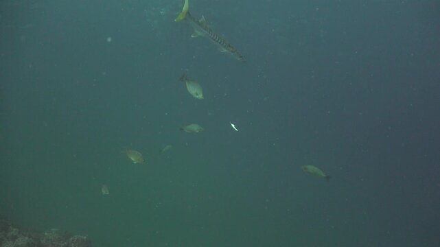 A fish spine falls from the surface. A barracuda approached but didn&rsquo;t eat it. A swarm of rabbitfish and parrotfish nibble at the bone. A large grouper slowly swam up and swallowed it