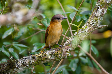 Crested becard ( Pachyramphus validus)