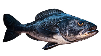 Fototapeta premium black cod