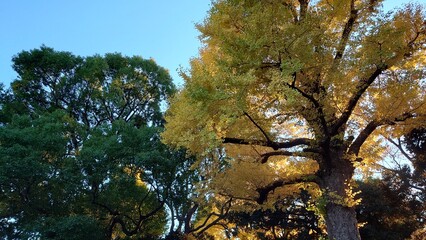 秋の空に映えるイチョウ