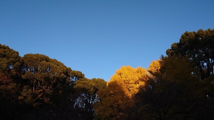 秋の空を背景にして、黄葉したイチョウの樹の梢を撮影しました