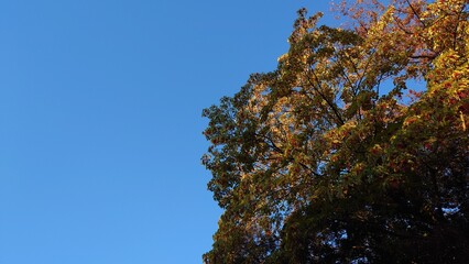 青空に映える紅葉