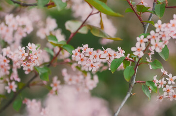 Bird cherry tree blossoming in spring with pink vibrant colors and green leaves in finnish nature