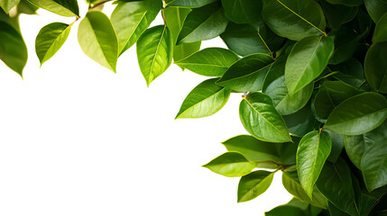 Fototapeta premium Corners with green leaves