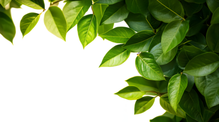 Corners with green leaves