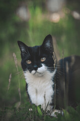 cat in soft and warm summer colors