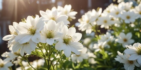 Close-up of white flowers blooming in the morning light, nature, delicate, fresh