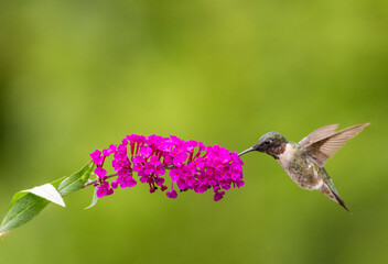 Fototapeta premium Ruby Throated Hummingbird, Archilochus colubris, in flight on green bokeh background room for copy text