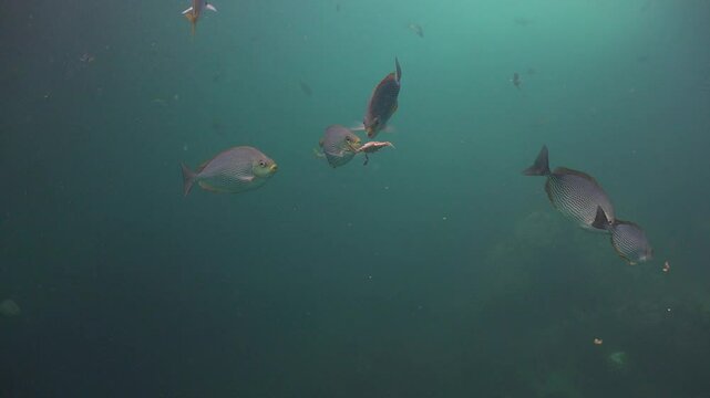 Rabbitfish Images – Browse 2,172 Stock Photos, Vectors, and Video ...